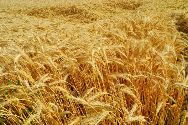 Orzo Cereali Cereali Agricoli — Foto Stock