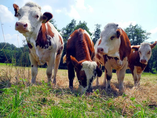 목장의 젖소들 — 스톡 사진