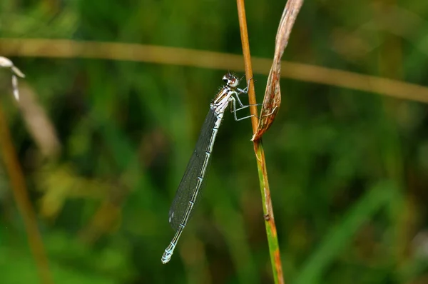 Natuurinsect Met Vleugels Natuurinsect — Stockfoto