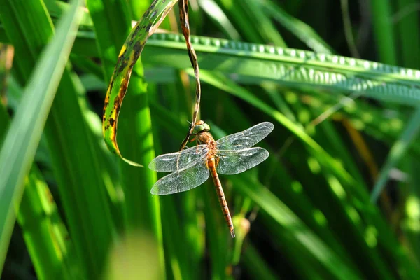 Libellule Flore Faune — Photo