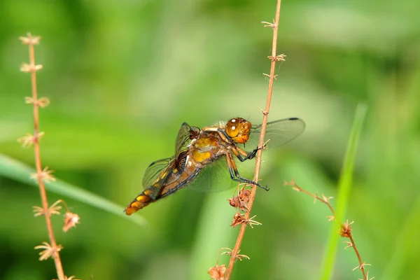 Vue Macro Rapprochée Insecte Libellule — Photo