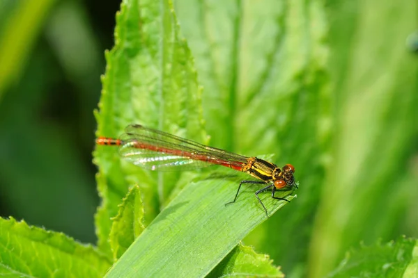 Libelle Schilf — Stockfoto