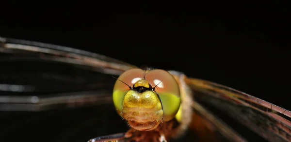 Closeup Macro View Dragonfly Insect — Stock Photo, Image