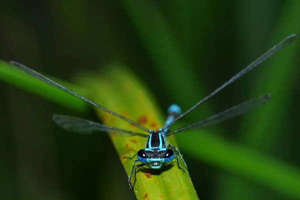 Dragonfly Στα Καλάμια — Φωτογραφία Αρχείου