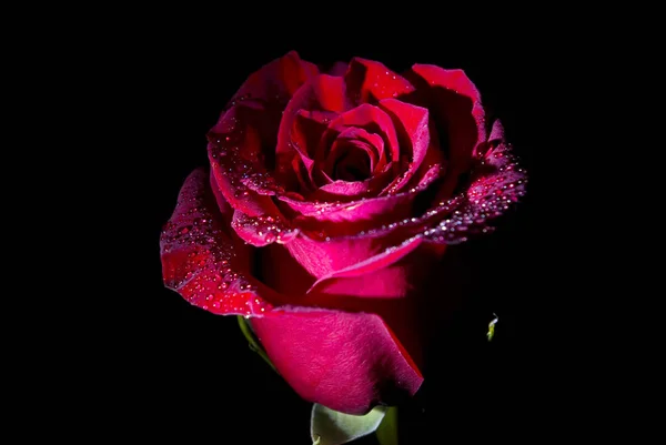 赤いバラは黒い背景に隔離され — ストック写真