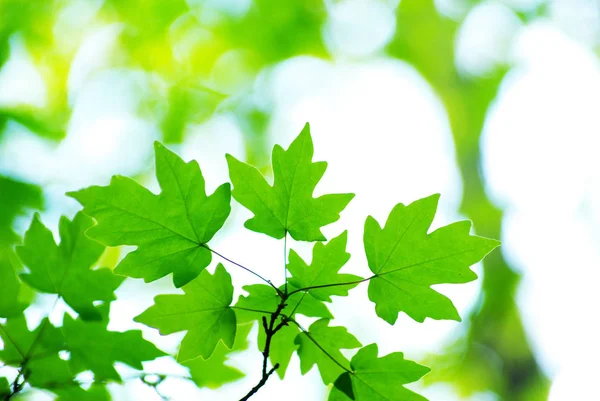 Frühling Sommer Flora Grüne Blätter — Stockfoto