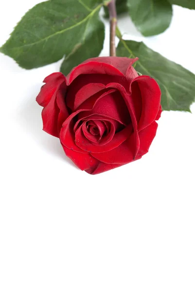 Valentýnská Růže Pro Tvého Miláčka — Stock fotografie