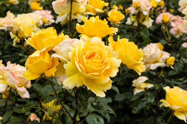 Hybrid Tee Gelb Nahaufnahme Von Tee Hybrid Einem Rosenkranz — Stockfoto