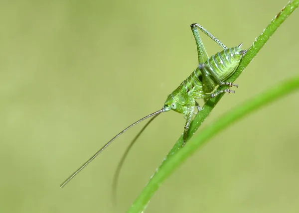 大绿树蟋蟀 — 图库照片