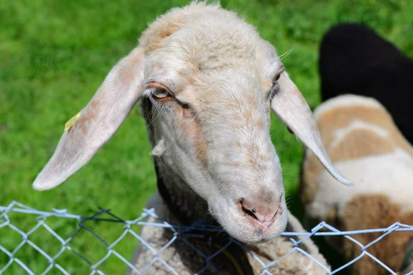 Owce Łące — Zdjęcie stockowe