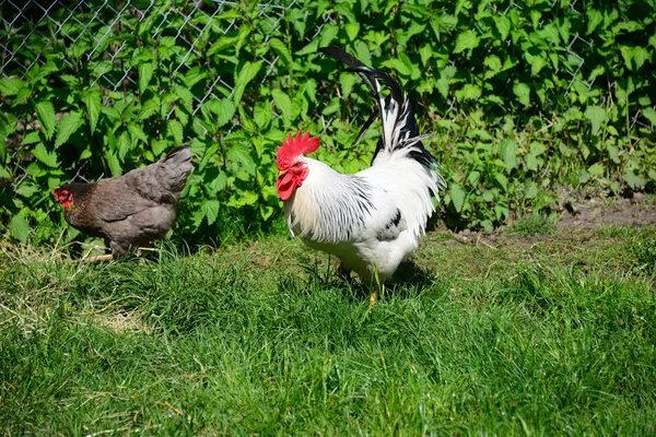 Csirke Hahn Réten Bajorország — Stock Fotó