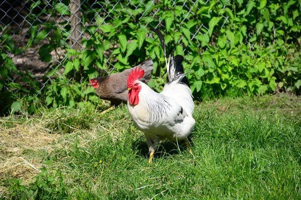 Poulet Rooster Hen Sur Meadow — Photo