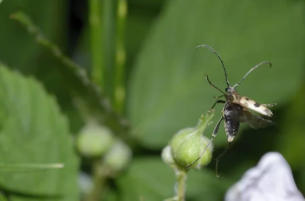 Beetle Longhorn Pachytodes Cerambyciformis Salida — Foto de Stock