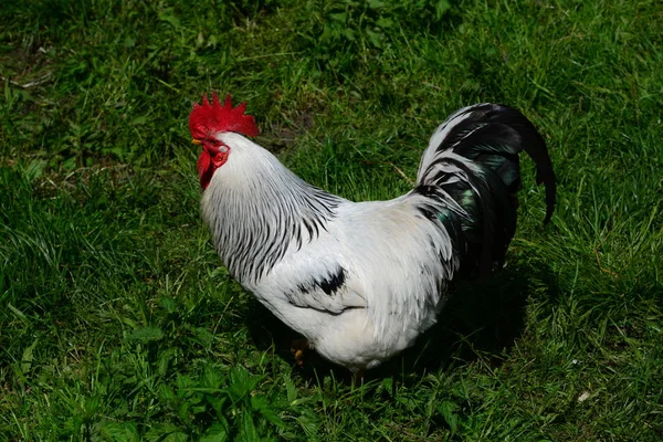 Chicken Rooster Hen Sobre Meadow — Fotografia de Stock