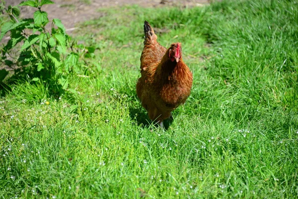 Chicken Rooster Hen Sobre Meadow —  Fotos de Stock