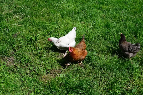 Pollo Gallo Gallina Prado —  Fotos de Stock