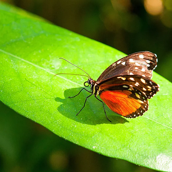 美丽多彩的蝴蝶特写 — 图库照片