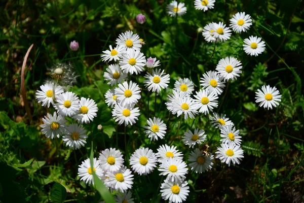 Mooie Zomerbloemen Flora Plantkunde — Stockfoto