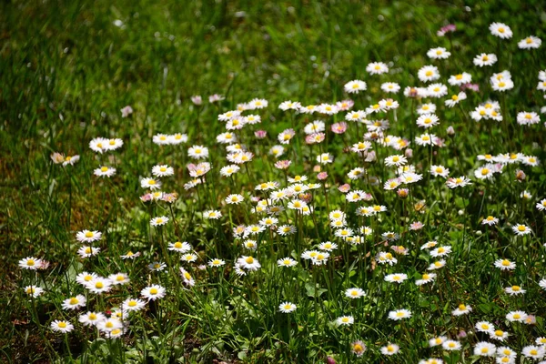 Bellissimi Fiori Estivi Flora Botanica — Foto Stock