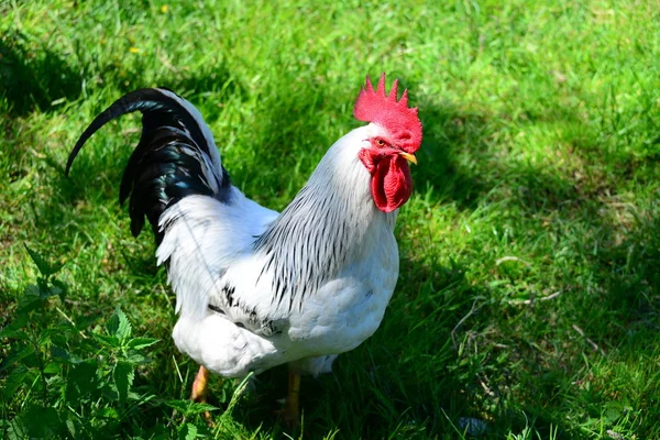 草地上的鸡 — 图库照片
