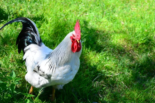 Kyckling Höna Höna Ängen — Stockfoto