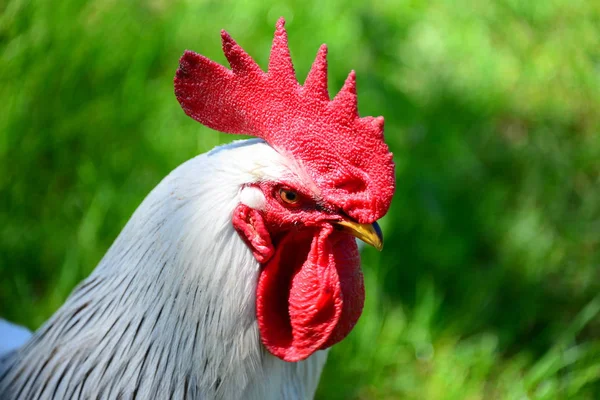Chicken Rooster Hen Meadow — ストック写真