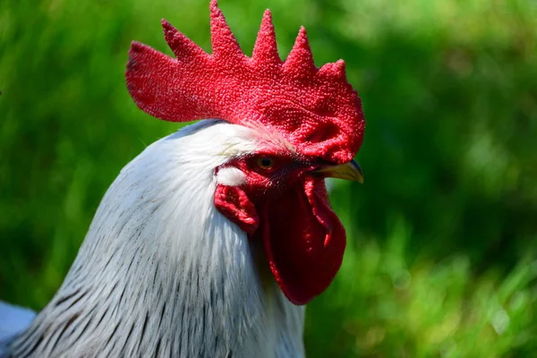 Chicken Rooster Hen Sobre Meadow — Fotografia de Stock