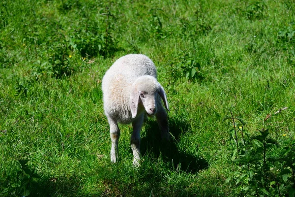 Пасовище Вівці Пасовищі — стокове фото