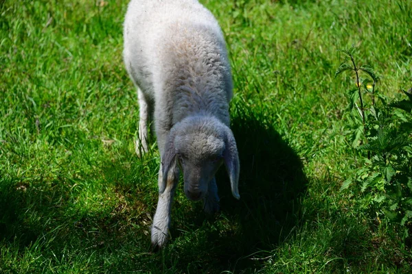 Betande Får Betesmark — Stockfoto