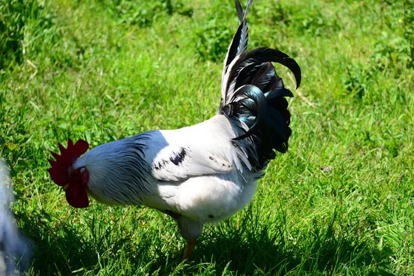 Chicken Rooster Hen Sobre Meadow — Foto de Stock