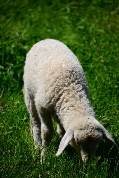 Betande Får Betesmark — Stockfoto