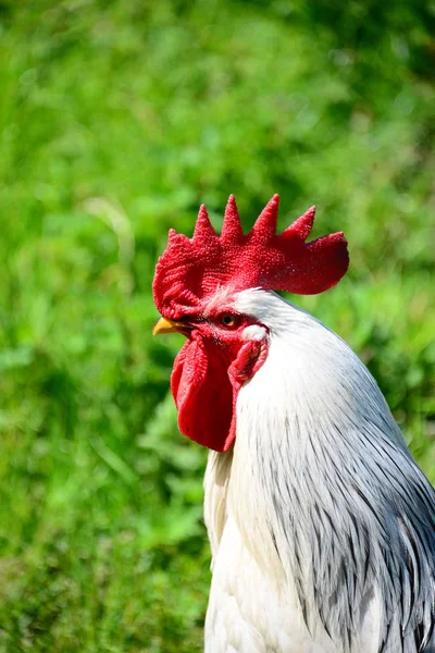 Chicken Rooster Hen Sobre Meadow — Fotografia de Stock