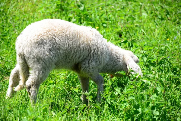 牧草地で羊を放牧し — ストック写真