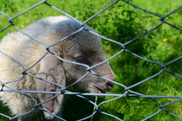 Grazing Sheep Pasture — Stock Photo, Image