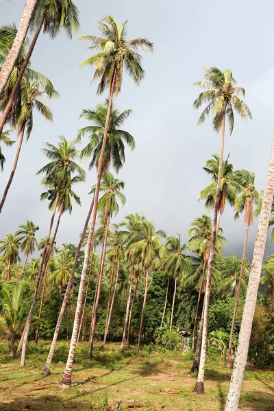 Tropické Krajiny Ostrova Koh Samui Thajsku — Stock fotografie
