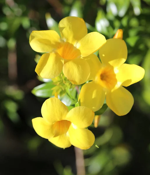 Hermosas Flores Amarillas Fotografiadas Cerca —  Fotos de Stock