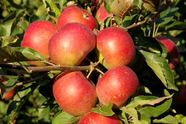 Groupe Pomme Mûre Rouge Sur Pommier — Photo