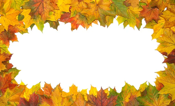 Frame Met Gekleurde Herfst Esdoorn Bladeren Witte Achtergrond — Stockfoto