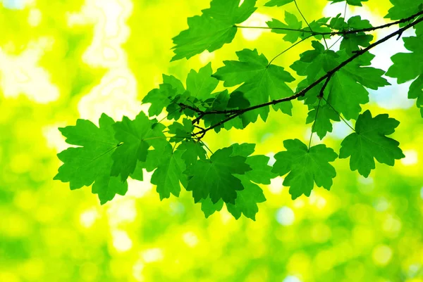 Frühling Sommer Flora Grüne Blätter — Stockfoto