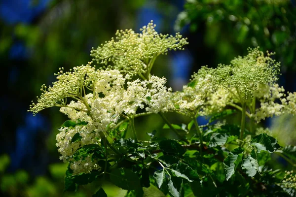 Vit Fläder Botanisk Växt — Stockfoto