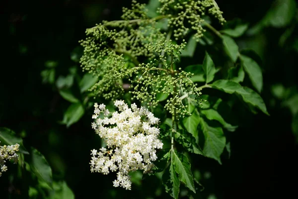 Λευκό Elderflower Βοτανικό Φυτό — Φωτογραφία Αρχείου