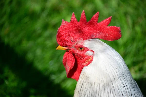 Poulet Poule Robinet Dans Pré — Photo