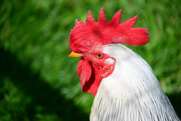 Poulet Poule Robinet Dans Pré — Photo