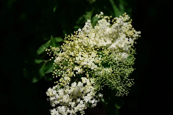 Flor Saúco Blanca Planta Botánica — Foto de Stock