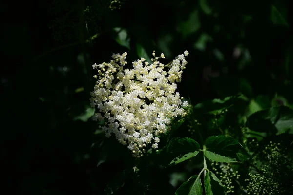 白い高齢者の花植物 — ストック写真