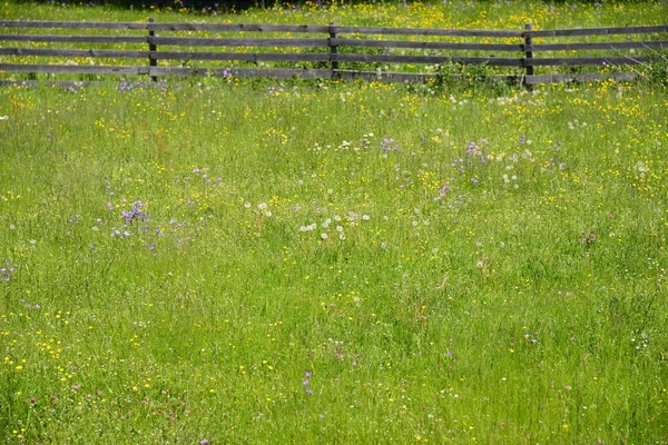 Nahaufnahme Von Schönheit Blühende Blume — Stockfoto