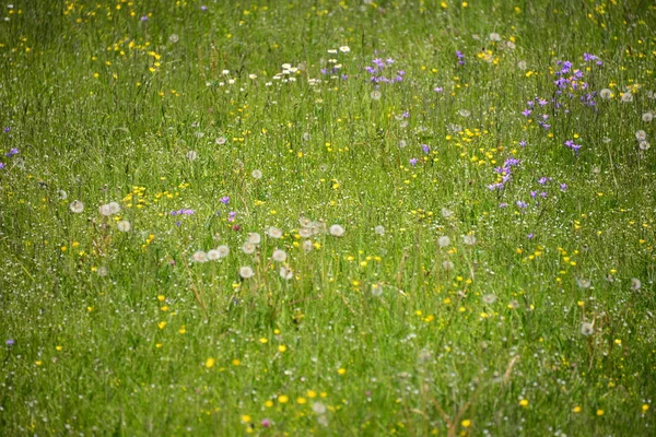 Schöne Blumen Blumiges Konzept Hintergrund — Stockfoto