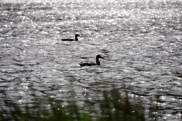 Mallard Lago — Foto de Stock