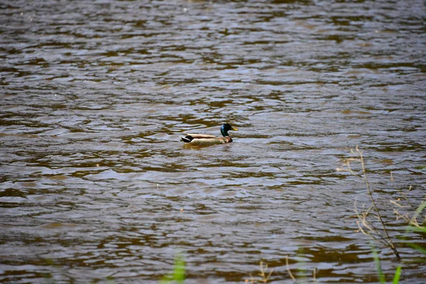 Stockente Auf Dem See — Stockfoto