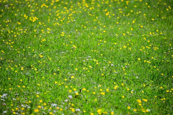 Schöne Blumen Blumiges Konzept Hintergrund — Stockfoto